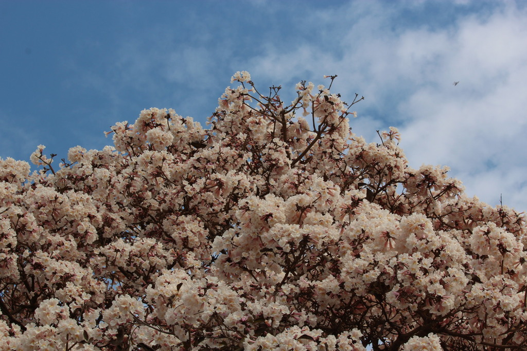 Tabebuia roseoalba 002.JPG