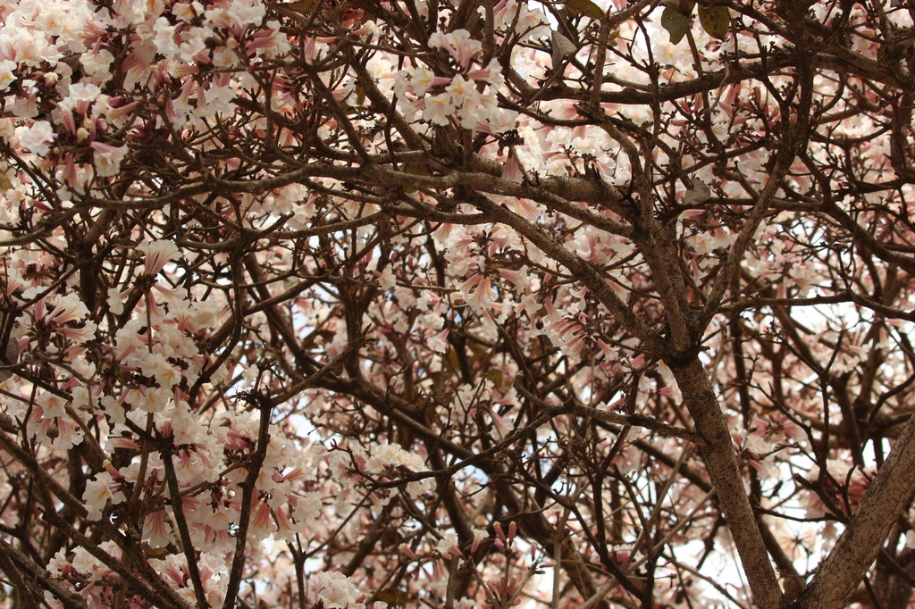 Tabebuia roseoalba 012.JPG