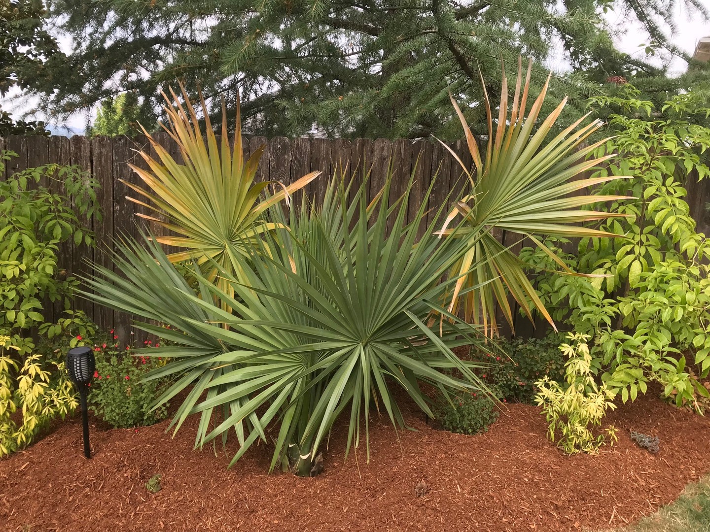 sabal-minor-how-big-do-they-get-cold-hardy-palms-palmtalk