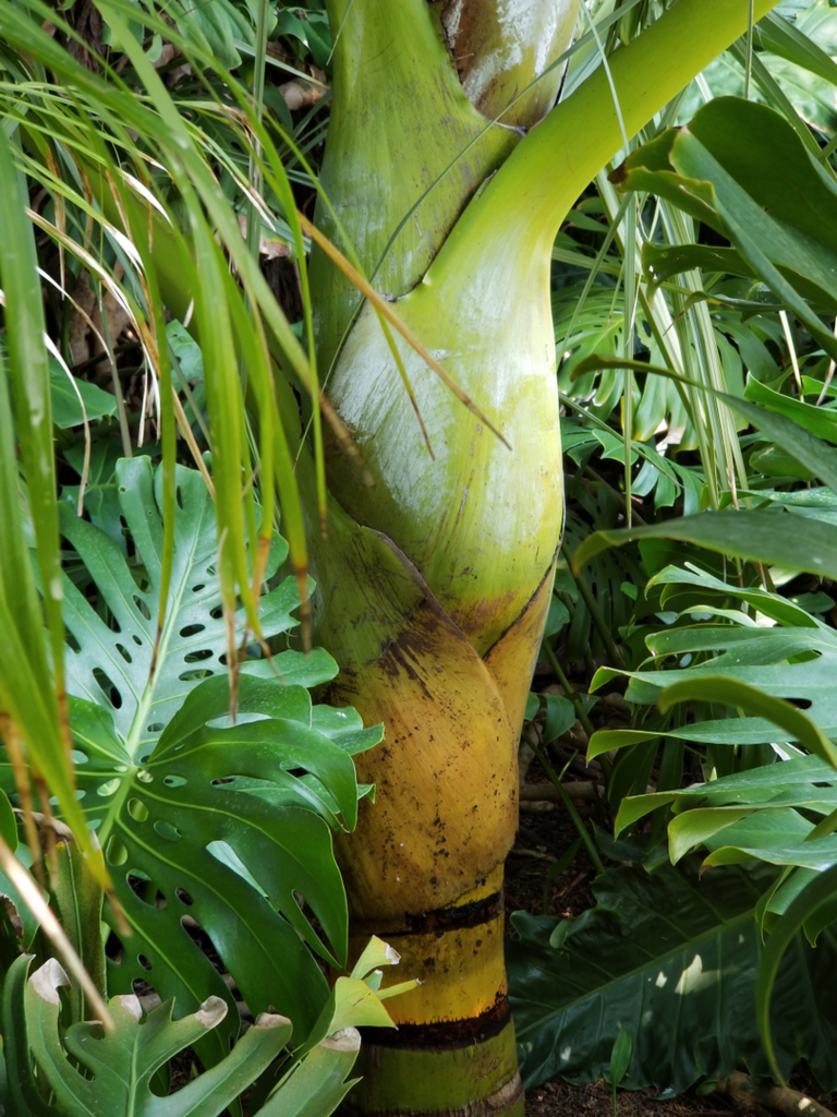 Dypsis_decipiens-2.png