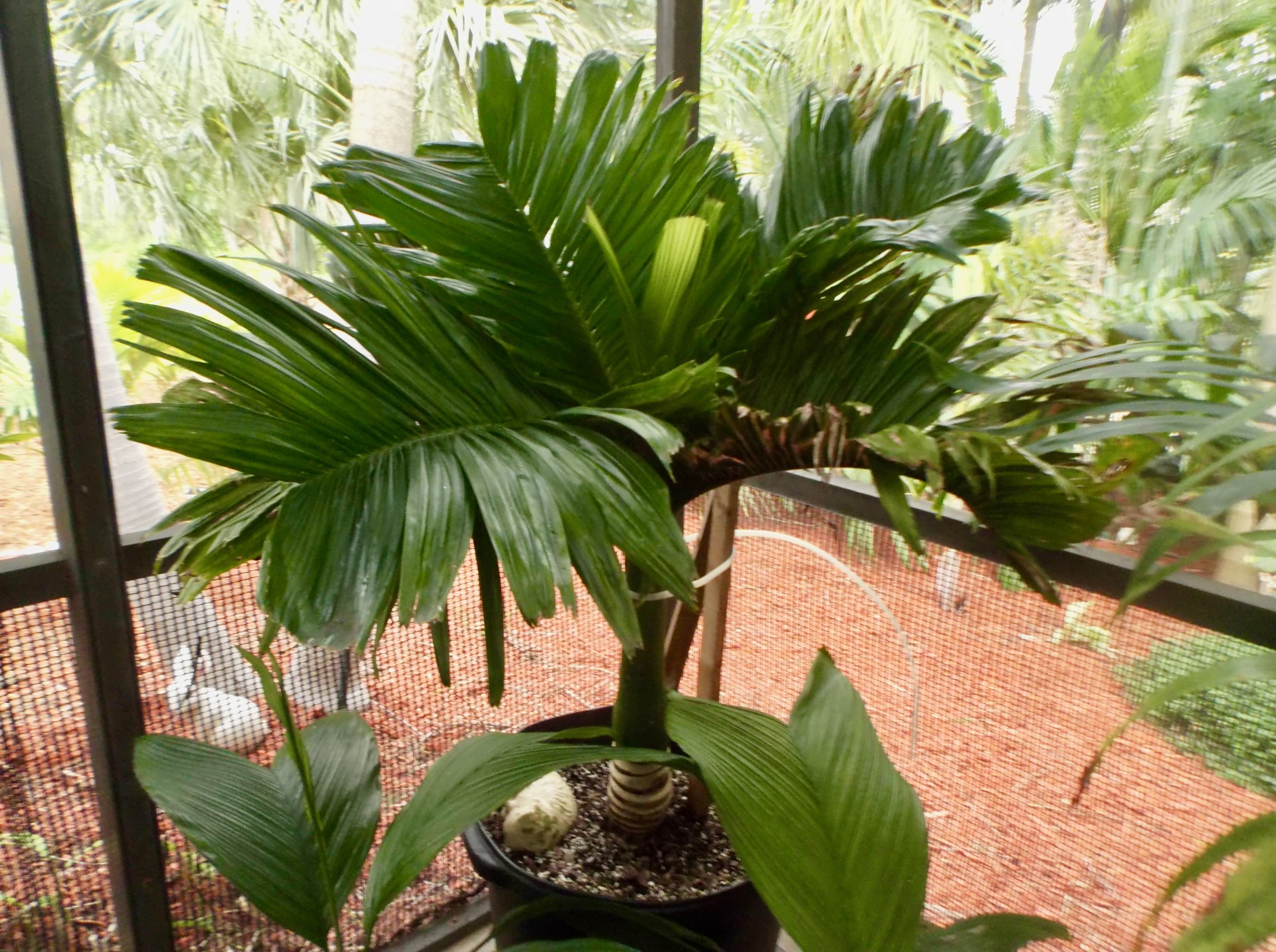 Areca catechu dwarf - DISCUSSING PALM TREES WORLDWIDE - PalmTalk