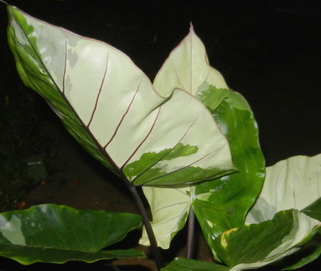 Alocasia macrorrhizos variegata - TROPICAL LOOKING PLANTS - Other