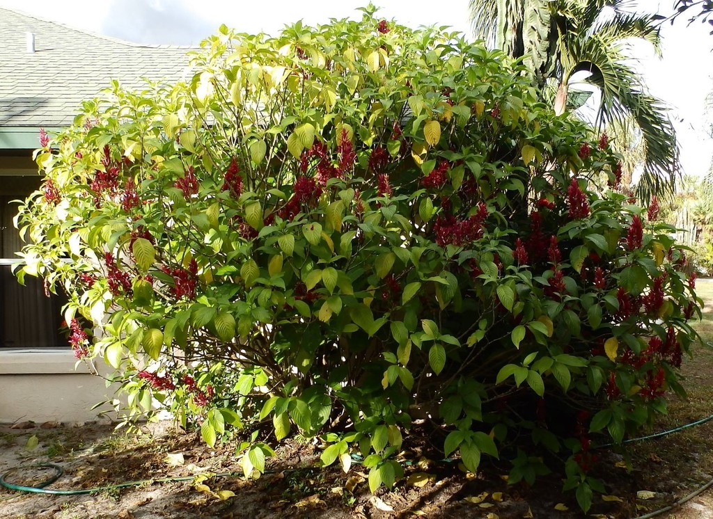 Brazilian red cloak shrub 12-18-16 - Copy.JPG