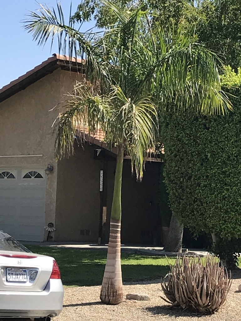 Roystonea regia in Cathedral City, CA - DISCUSSING PALM TREES WORLDWIDE