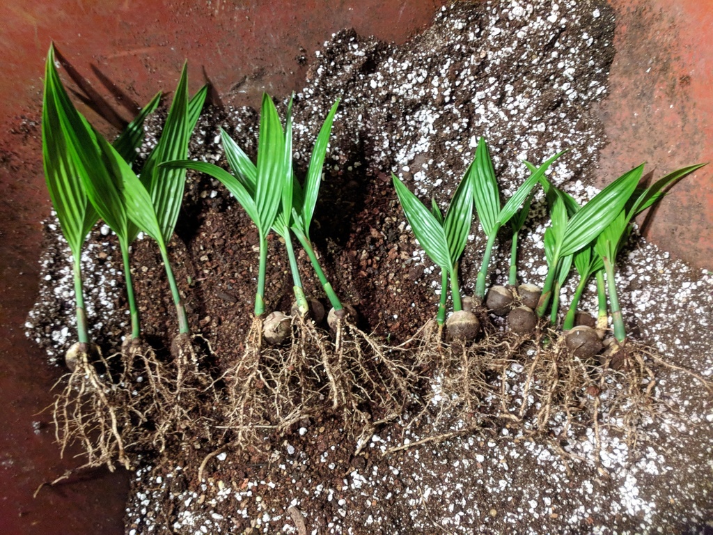 dwarf A. catechu seedlings.jpg