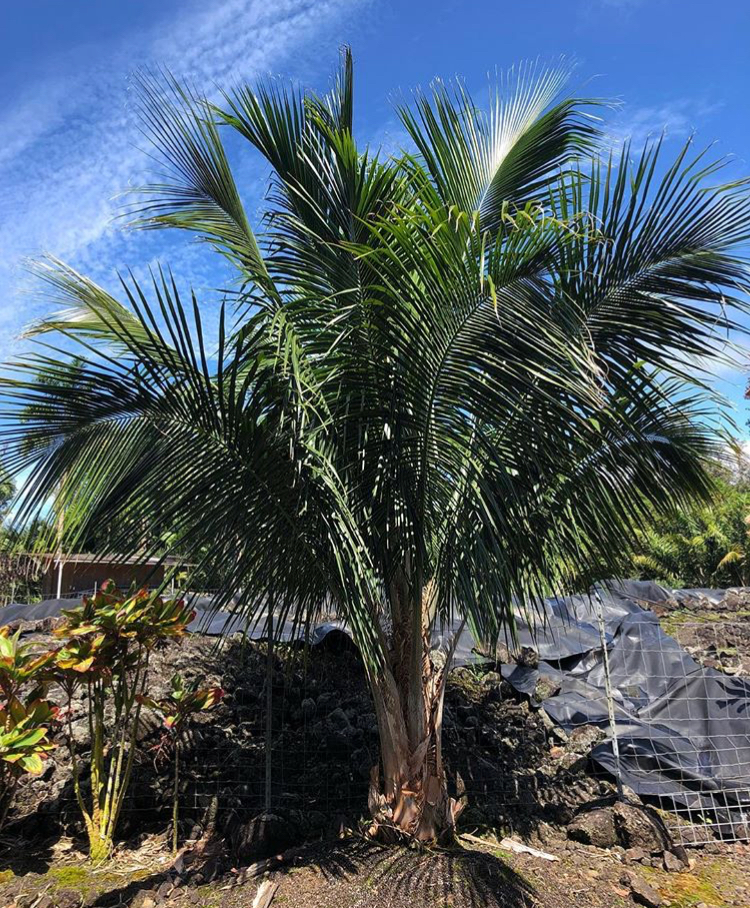 Beccariophoenix alfredii seedling roots - DISCUSSING PALM TREES ...