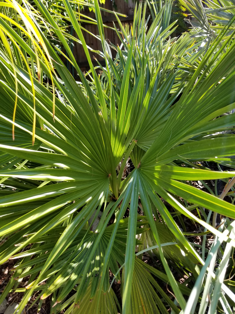 New Brahea decumbens - DISCUSSING PALM TREES WORLDWIDE - PalmTalk