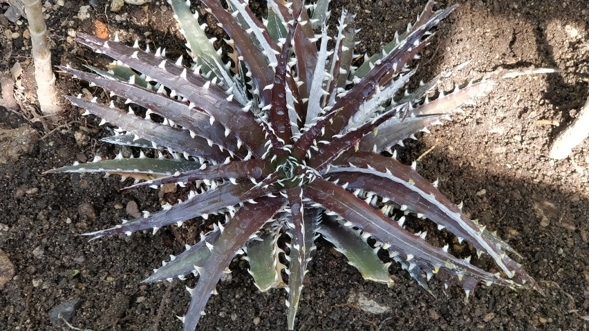 Dyckia_x_HectiaHybrid.jpg.bbf0a46afb3b10