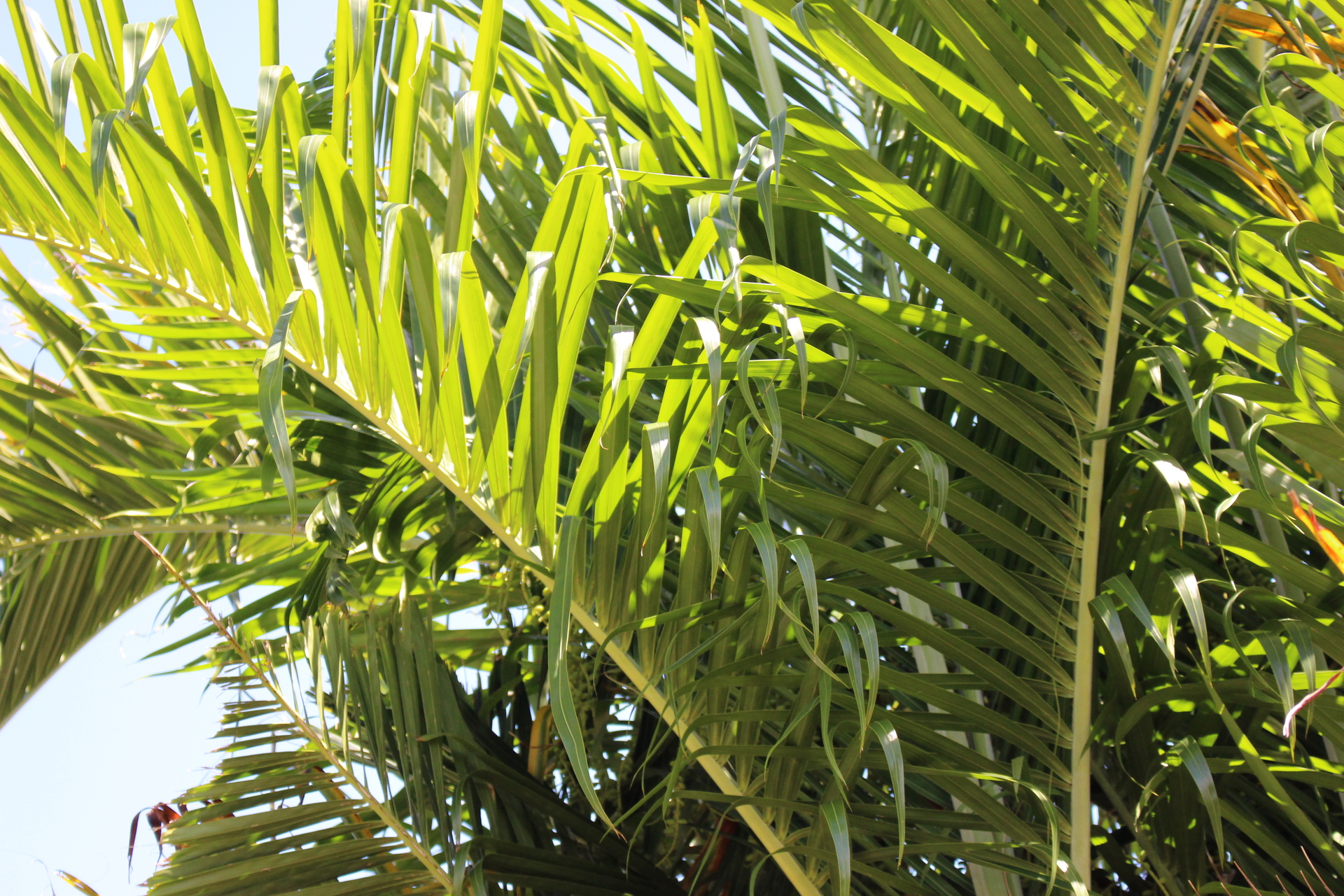 Dypsis pembana Hybrids - DISCUSSING PALM TREES WORLDWIDE - PalmTalk