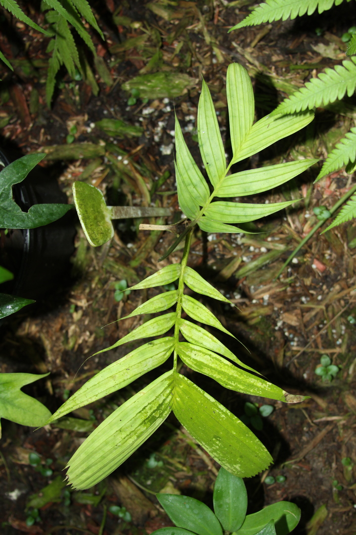 Pinanga Sp. Thai Mottled - Discussing Palm Trees Worldwide - Palmtalk