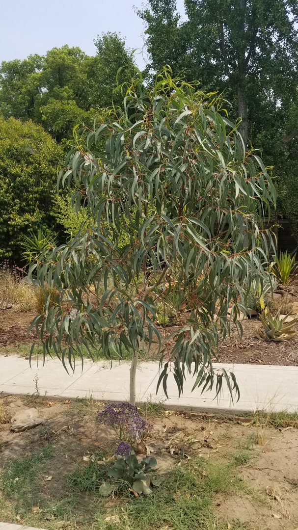 Eucalyptus/Corymbia woes - TROPICAL LOOKING PLANTS - Other Than