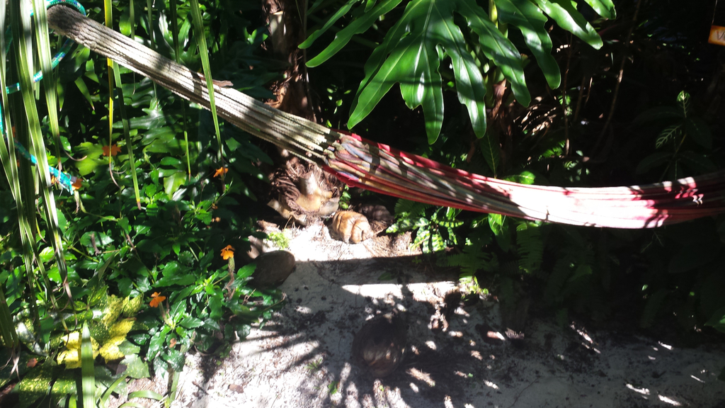 0022_Tiki_Key_Hammock_1600.jpg