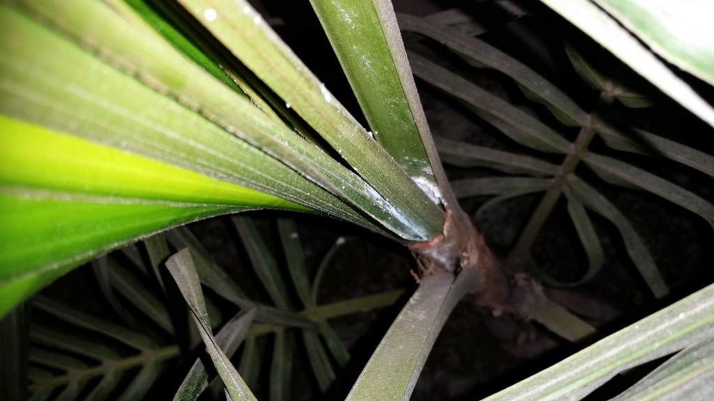 Treating Powdery Mildew On Dahlias - Pictures Of Diseased Dahlias