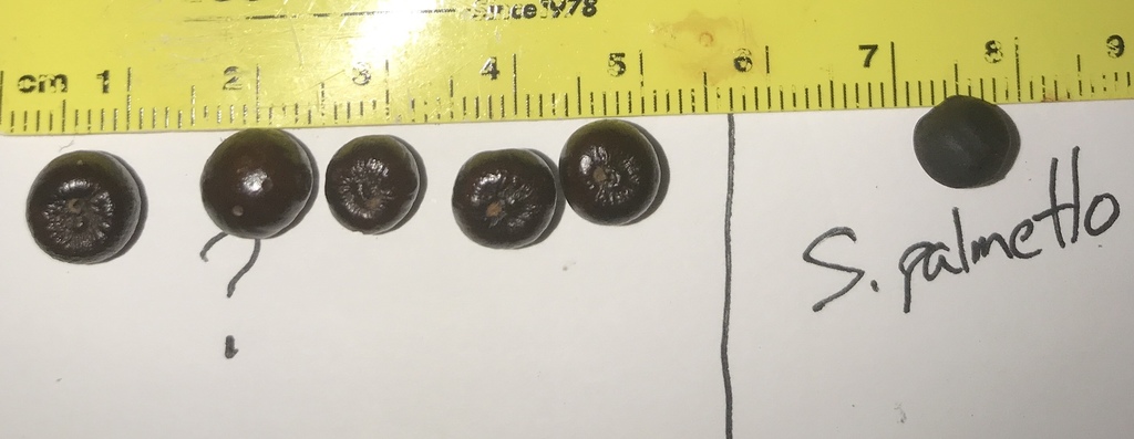 Sabal sp. seeds 1.jpg