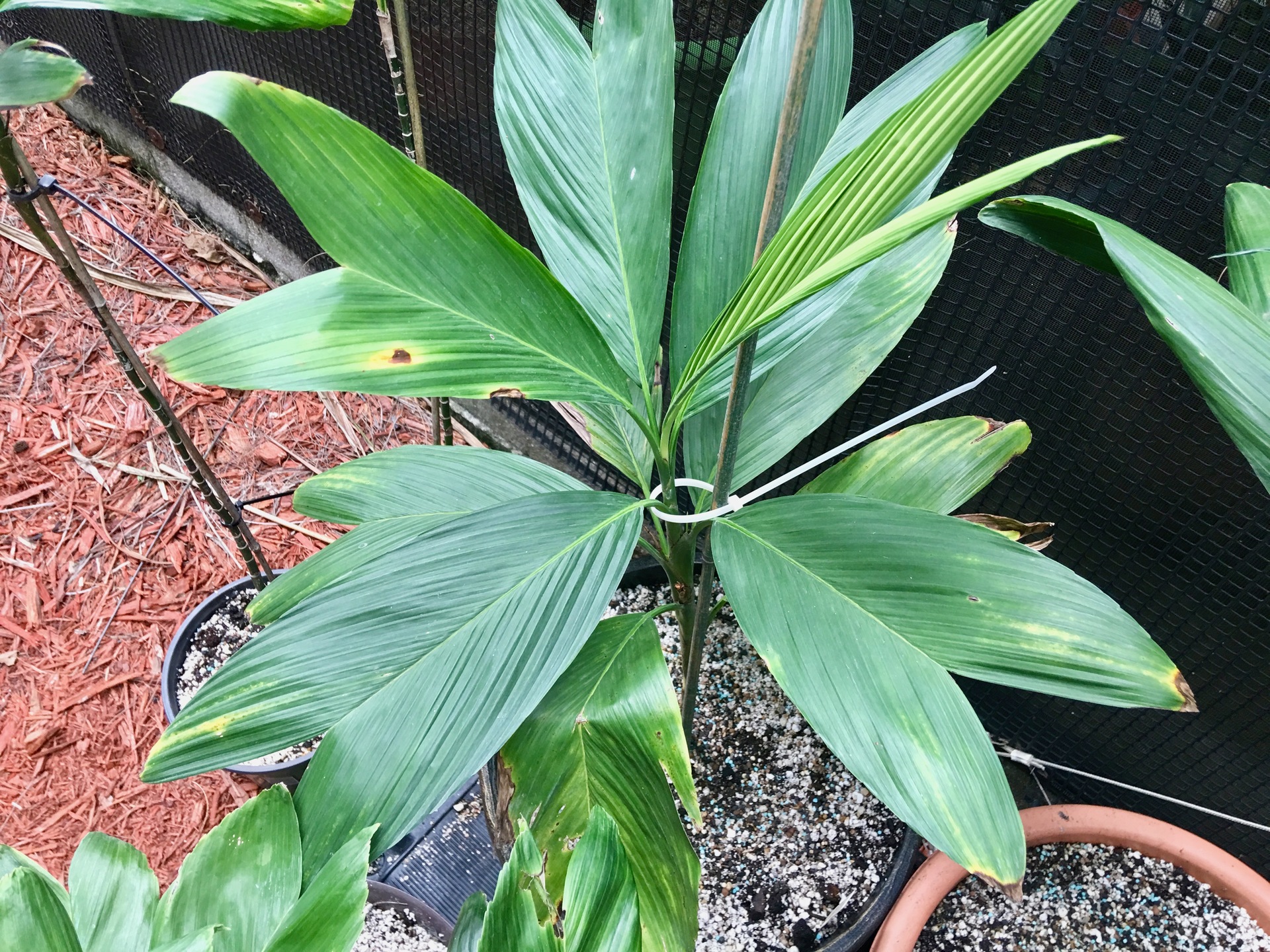 Chamaedorea geoniformis vs. tenella - DISCUSSING PALM TREES WORLDWIDE