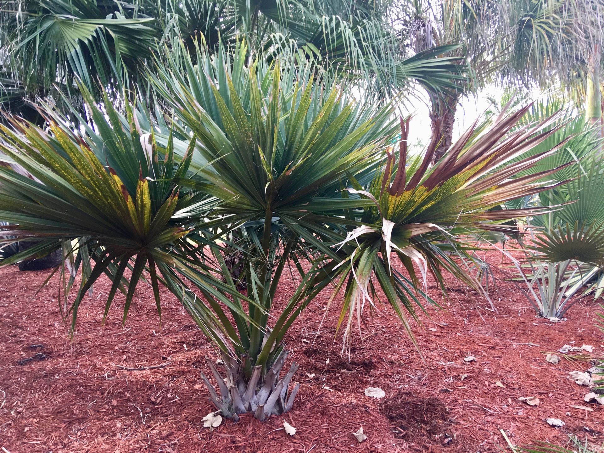 Sabal bermudana with seeds - DISCUSSING PALM TREES WORLDWIDE - PalmTalk