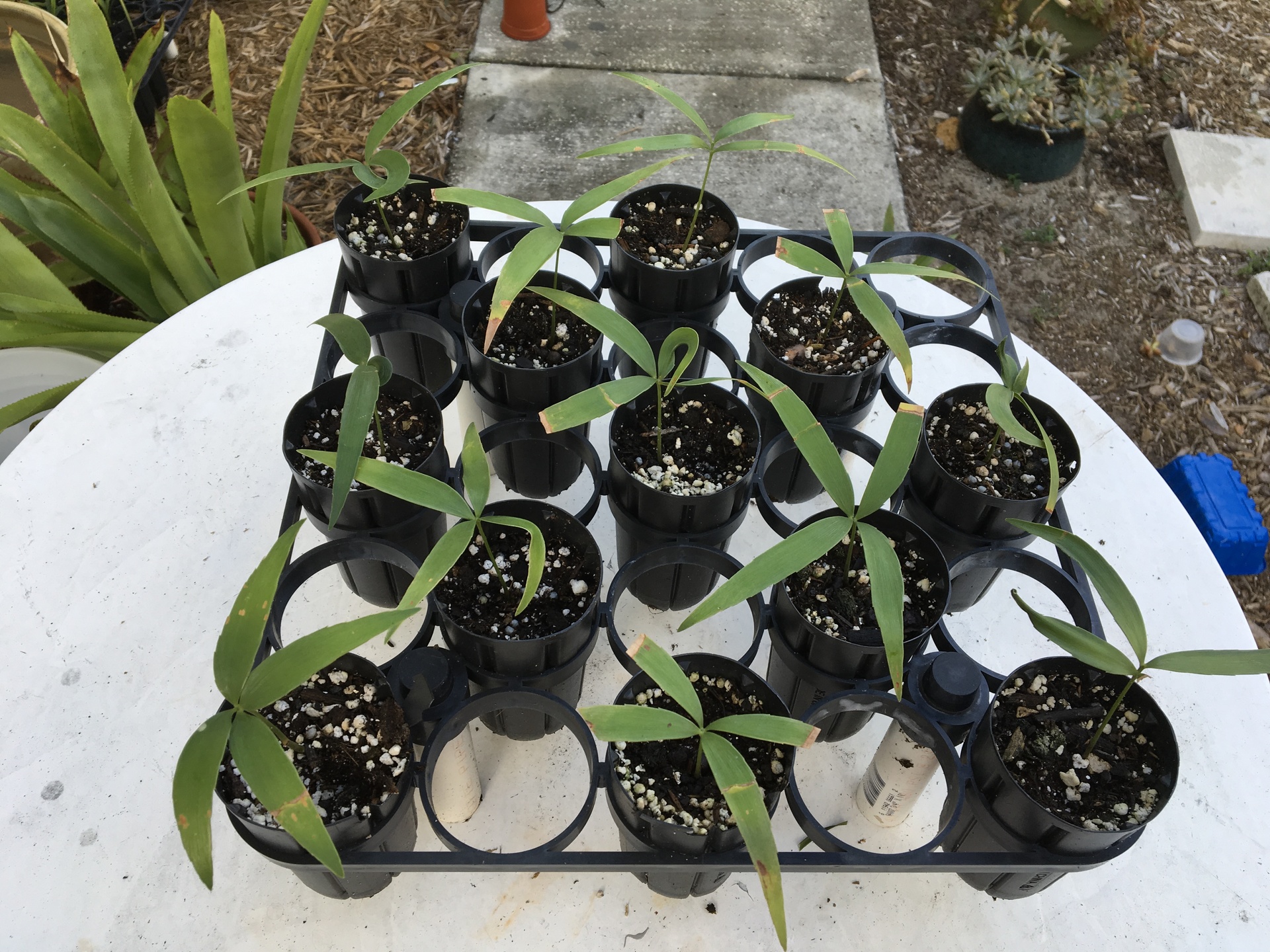 Zamia inermis seedlings - For Sale - PalmTalk