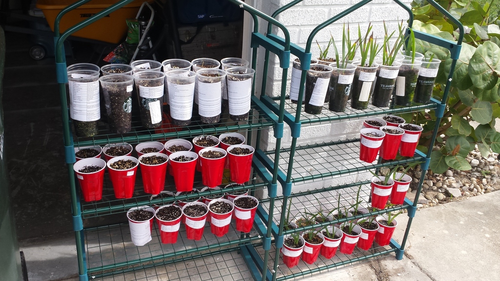 20181122_125703_Seedlings.jpg