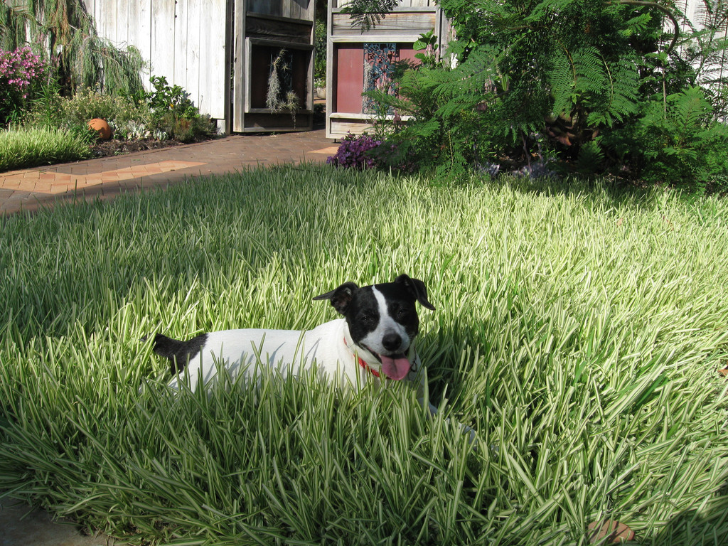 Variegated St Augustine Grass - TROPICAL LOOKING PLANTS - Other Than