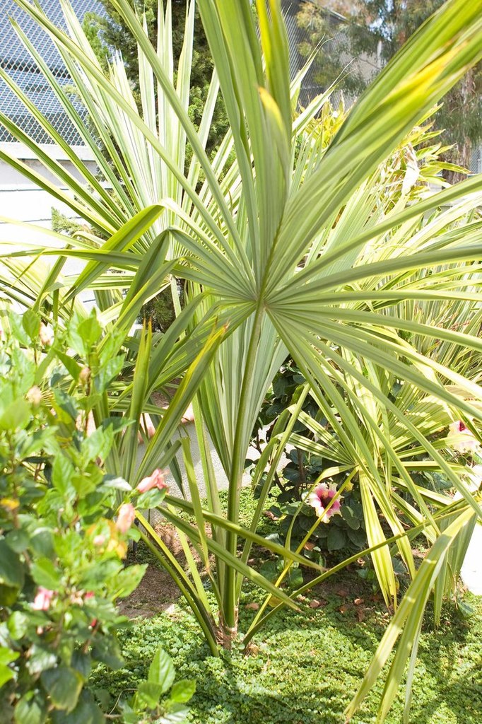 20090613-IMG_3417 Sabal mauritiiformis.jpg