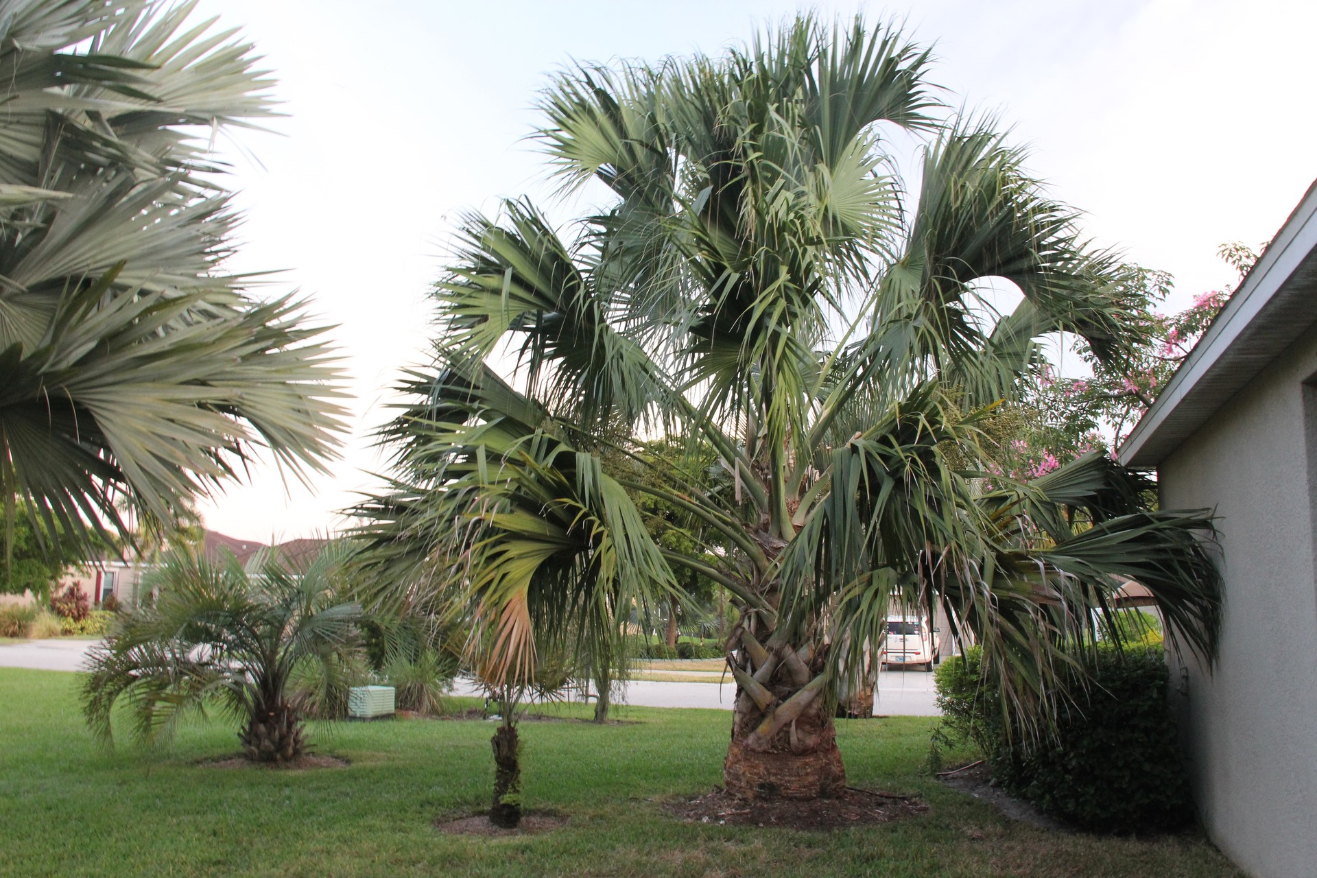 Sabal Causiarum trunking - DISCUSSING PALM TREES WORLDWIDE - PalmTalk 