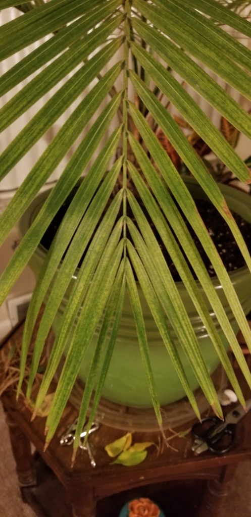 Majesty palm issues - PALMS IN POTS - PalmTalk