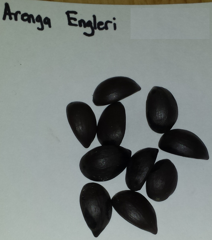 20181212_173419_ArengaEngleri_Seeds_1600.jpg