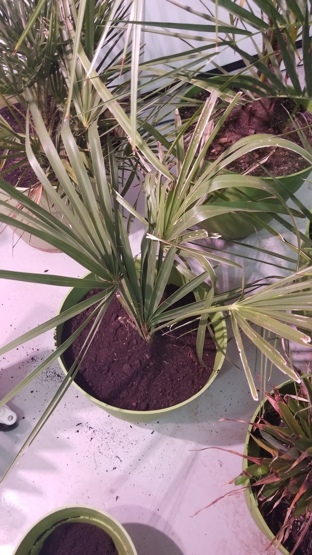 Help Id These Please Discussing Palm Trees Worldwide Palmtalk