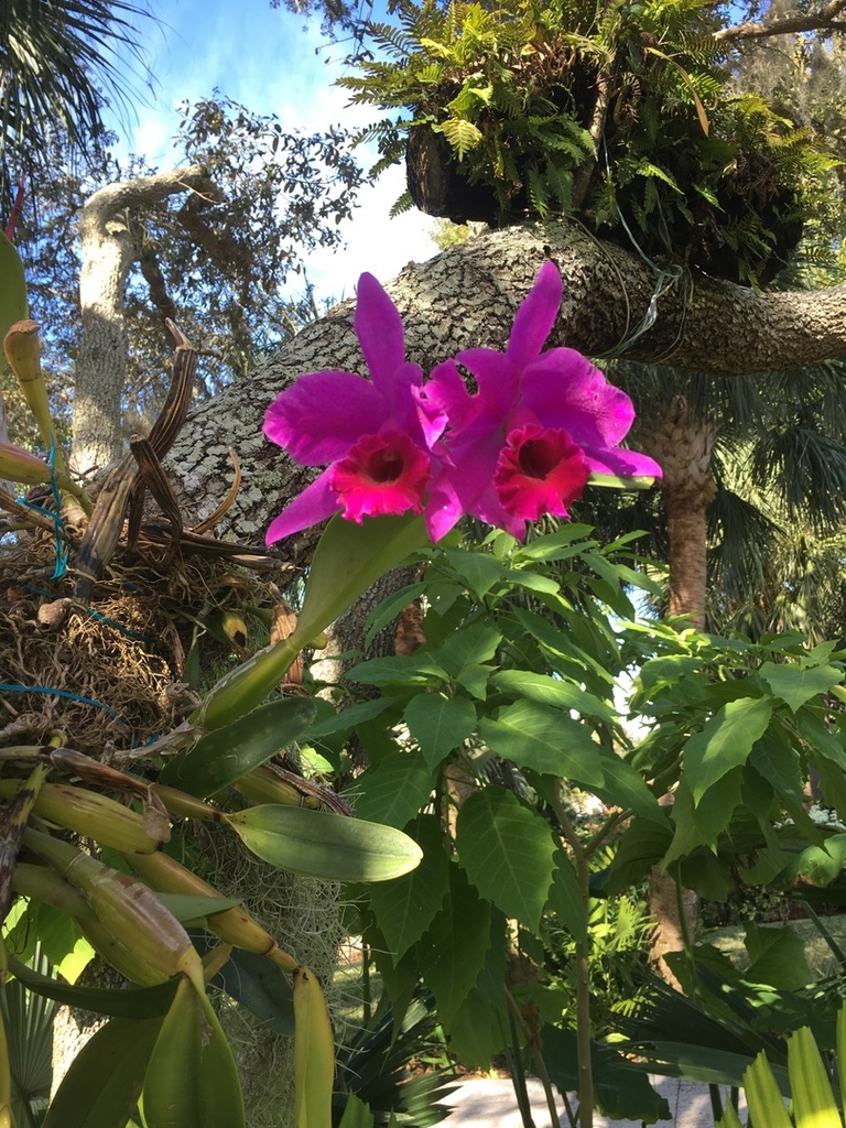 Orchids In Z 9b - TROPICAL LOOKING PLANTS - Other Than Palms - PalmTalk