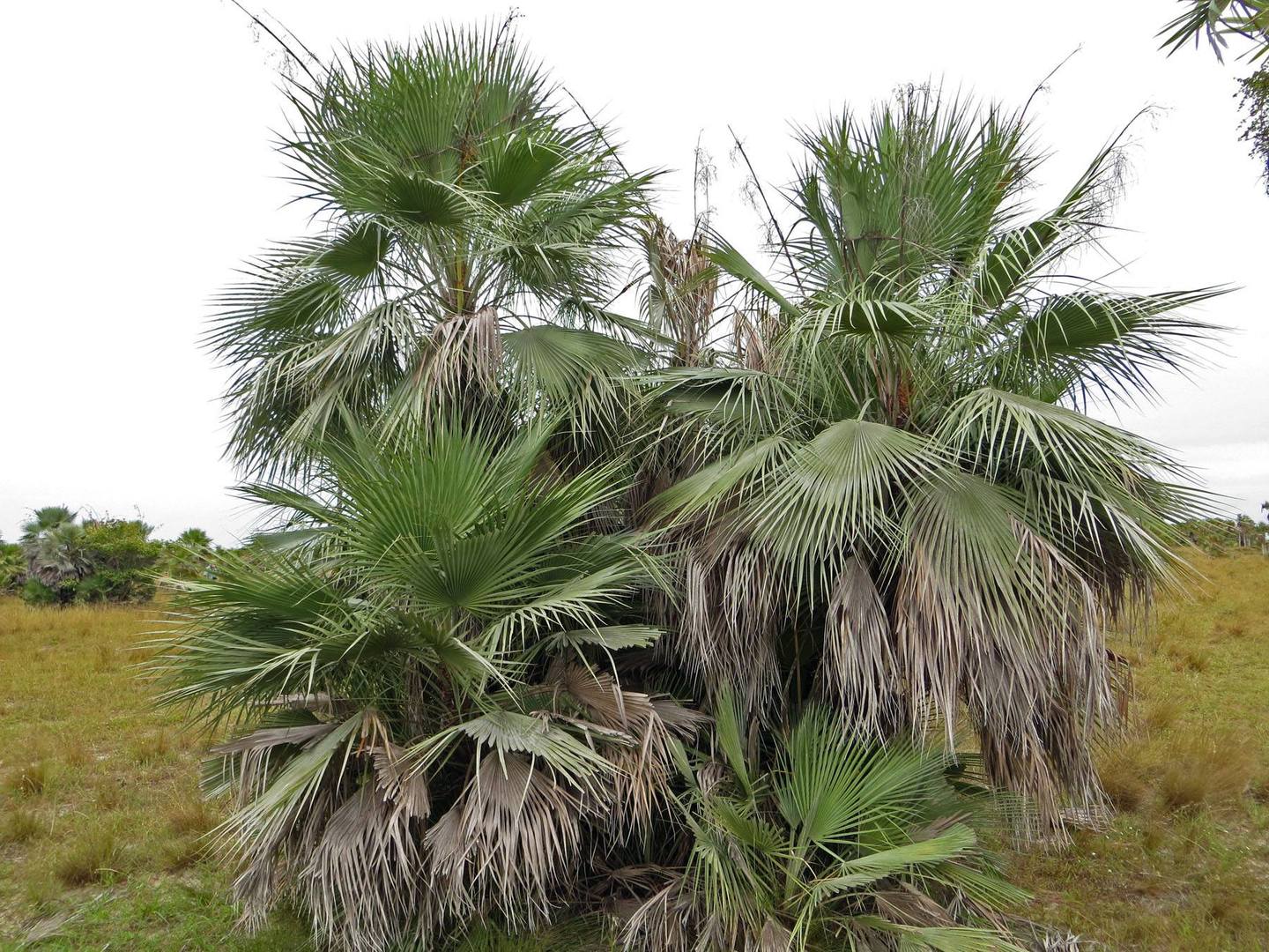 Acoellerrhaphe wrightii ‘Azul’ - DISCUSSING PALM TREES WORLDWIDE - PalmTalk