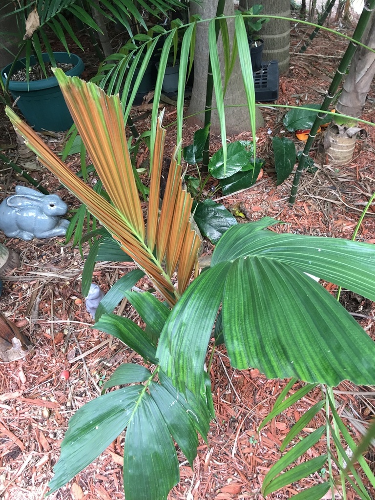 5c1bc5c458300_Mysterypalm0112-20-18.thum