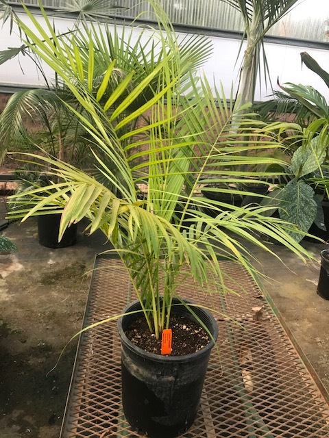 Dypsis carlsmithii - For Sale - PalmTalk