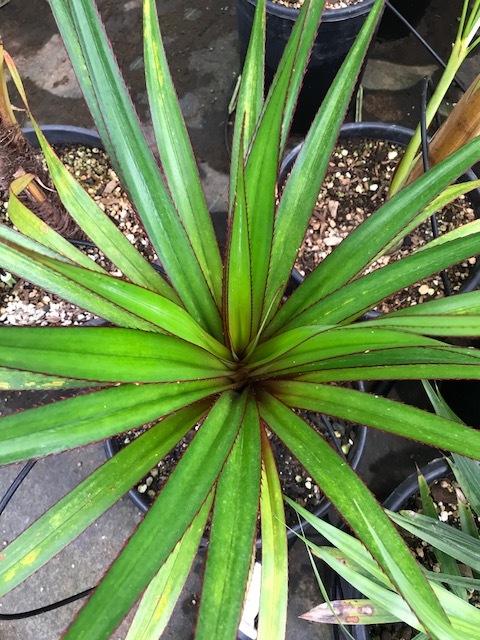 Pandanus utilis 'red margin form' - For Sale - PalmTalk