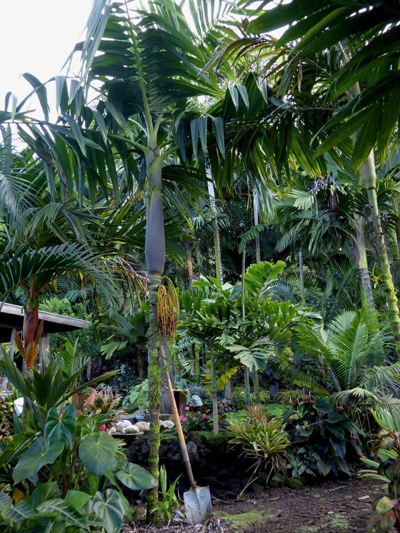 Pinanga speciosa - DISCUSSING PALM TREES WORLDWIDE - PalmTalk