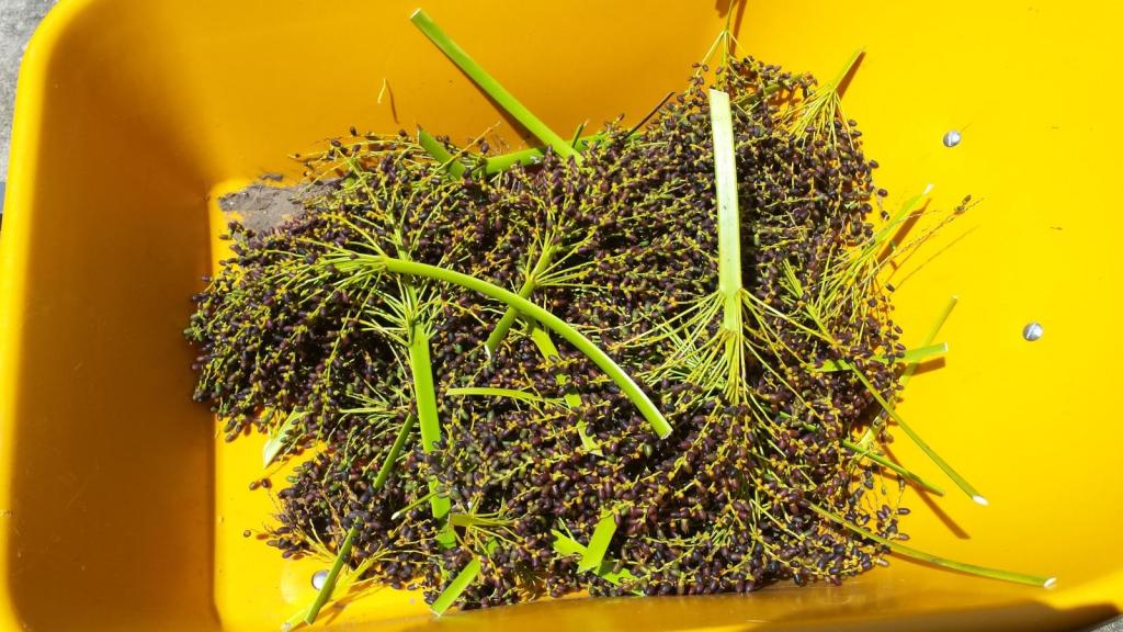 20180826_125905_Roebelleni_Seeds_1600.jpg