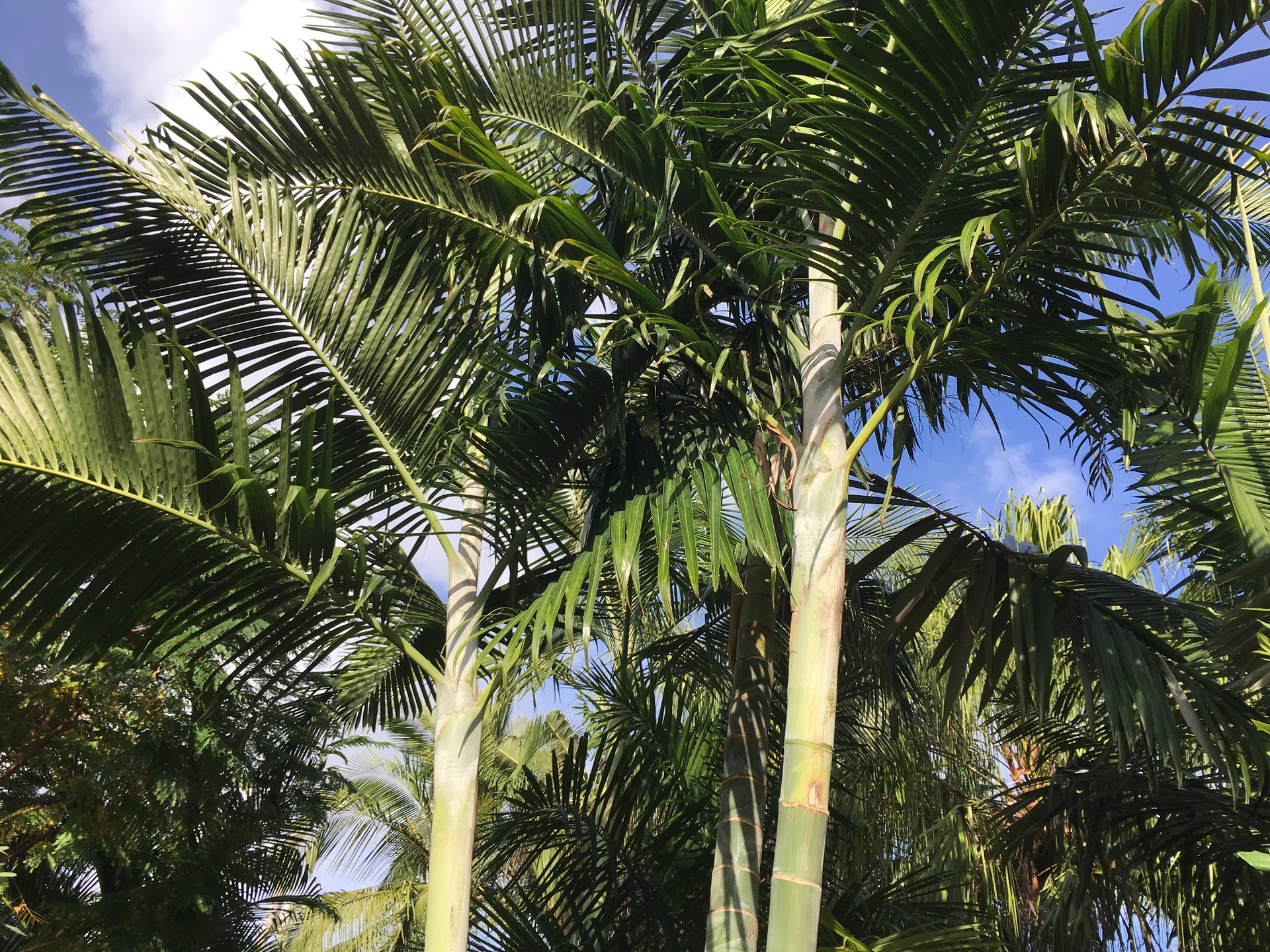 Name all Tristichous Dypsis - DISCUSSING PALM TREES WORLDWIDE - PalmTalk