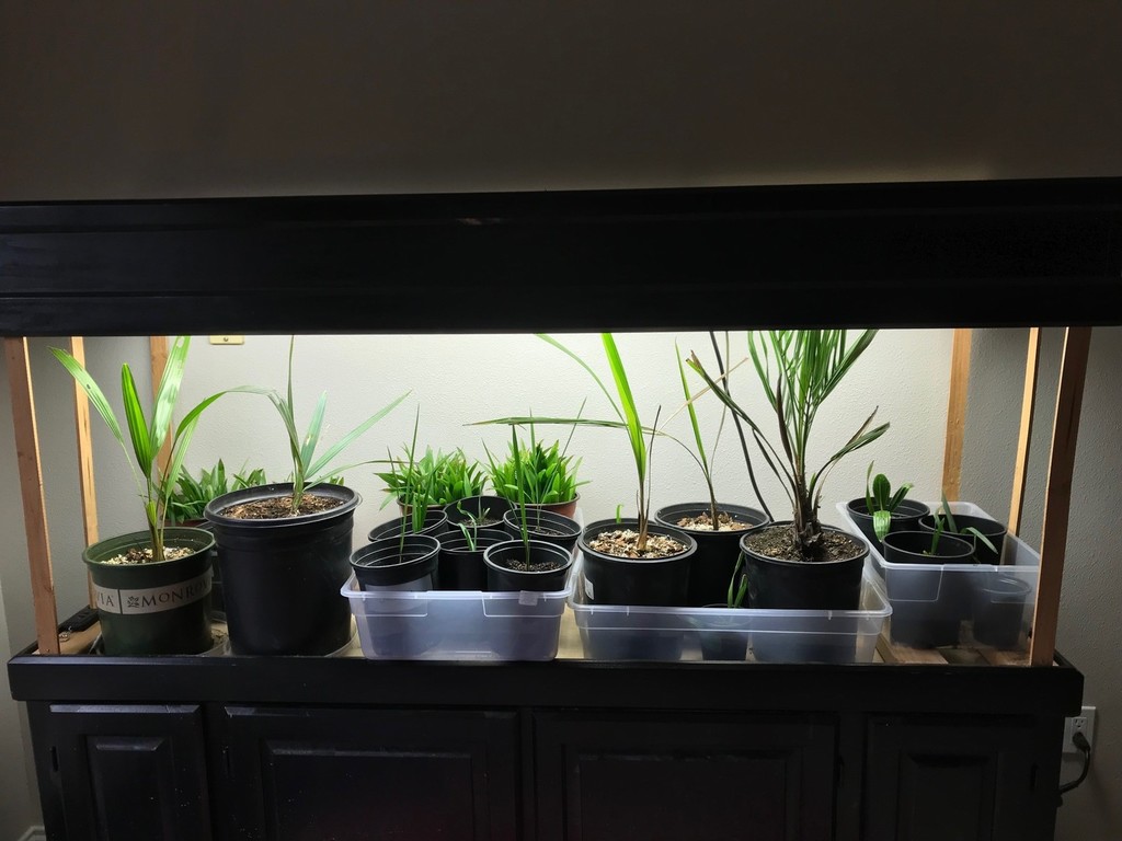 Seedlings 2.jpg