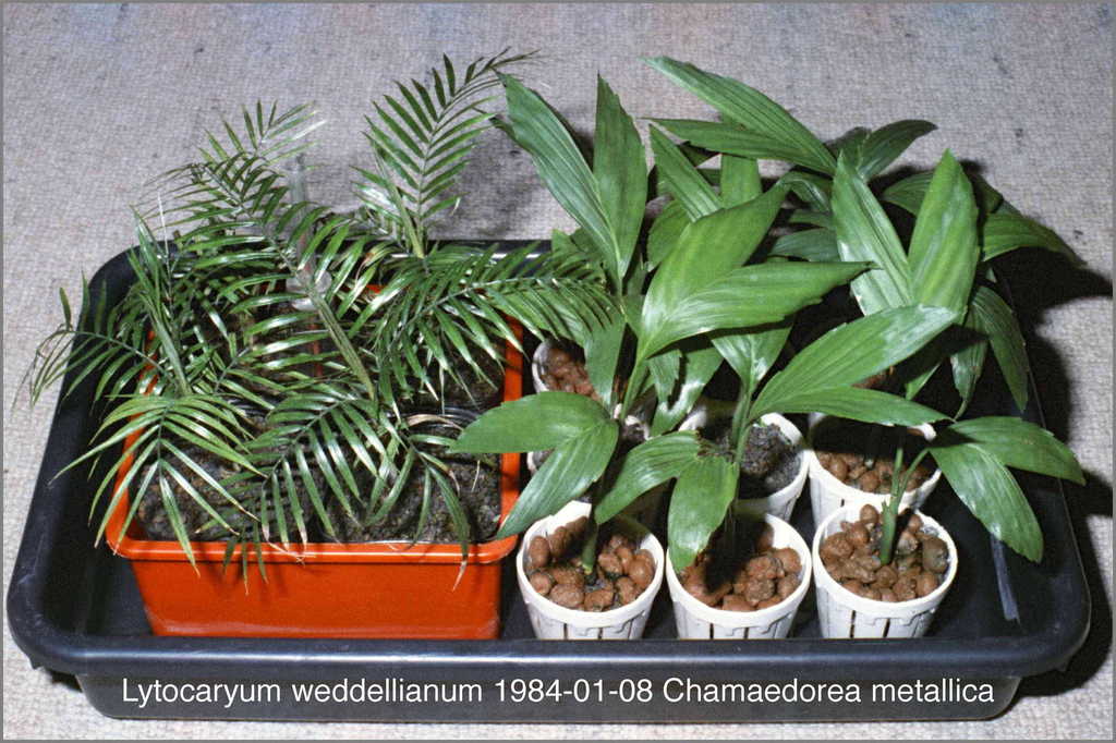 5c367fa871672_Palmseedlings1984N01-0105.