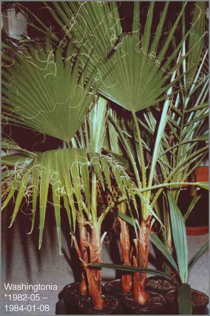 5c36819a9cb4c_Washingtonia1984-01-08.thu