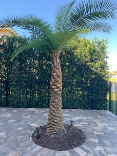 Sylvester Palm Tree Fungus Issue -HELP - DISCUSSING PALM TREES