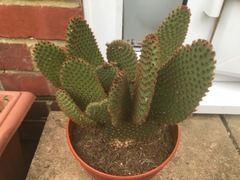 5c3b63d985145-CactiOpuntia.jpg