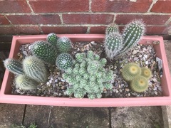 Cacti planter.jpg