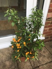 Citrus Calamondin.jpg