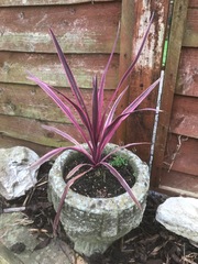 Cordyline Pink Passion.jpg