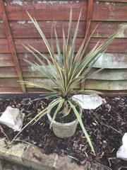 Cordyline Starburst.jpg