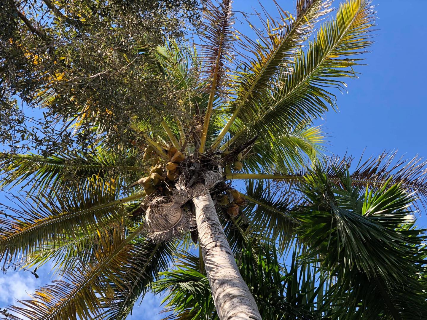 Very Tall Coconut Palm: Loxahatchee, Florida - DISCUSSING PALM TREES ...