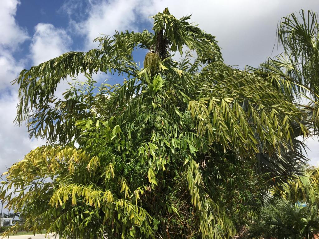 Clumping_Caryota_ID_02_02-24-19.thumb.JPG.497a1175f38ba0b68a0ac5769d5e55fb.JPG