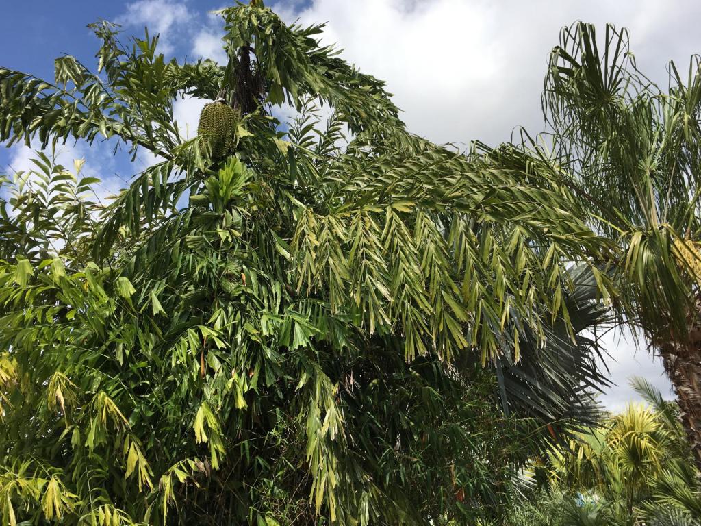 Clumping_Caryota_ID_03_02-24-19.thumb.JPG.57f5c72d8187e224604c4f15c39f834f.JPG