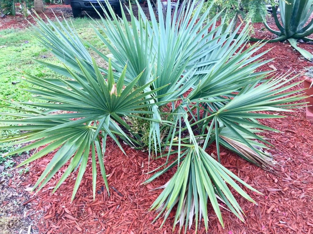 Sabal_minor_Emerald_Isle_Giant_01_10-11-18.thumb.jpg.f7918160a057cf48dfe4523035f153df.jpg