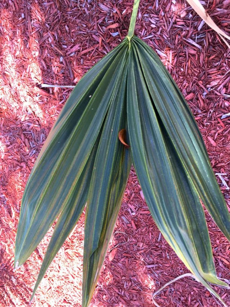 Sabal_palmetto_Lisa_3-02_02-23-19.thumb.JPG.86bbac9702ebbbe65978b217c5cacffc.JPG